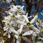 Muchovník kanadský (Amelanchier canadensis) ´LAMARCKII´ - výška 80-100 cm, kont. C7L - VIACKMENNÝ